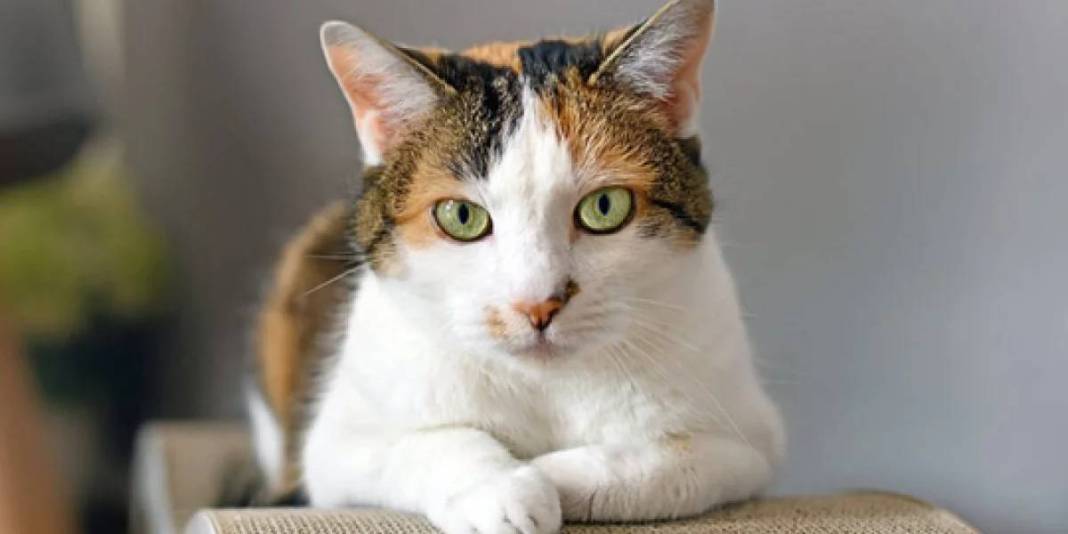 Kediler bu kokudan kaçıyor! Asla tahammülleri yok: Nedenine çok şaşıracaksınız! 5